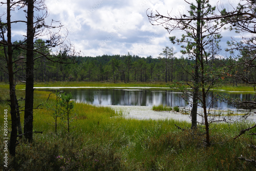 Obraz premium Tourbière estonienne du parc Lahemaa