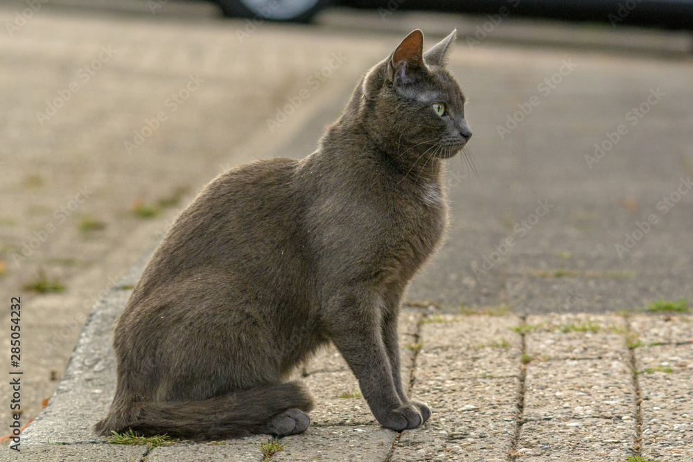 Eine graue Katze sitzt auf einem Bürgersteig Eine graue Katze sitzt auf einem Bürgersteig
