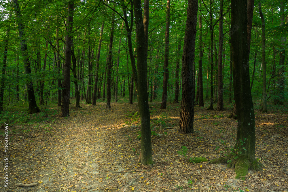 Obraz premium Path through a dark deciduous forest