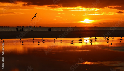 Birds and people enjoy the sunset on Fort Myers Beach, Florida, USA. photo