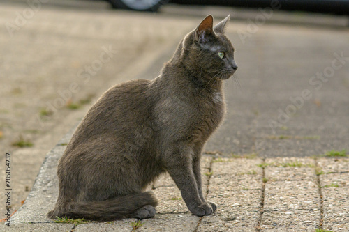 Eine graue Katze sitzt auf einem Bürgersteig © Eddie