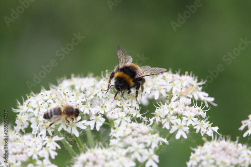 bee on flower © Jarrid
