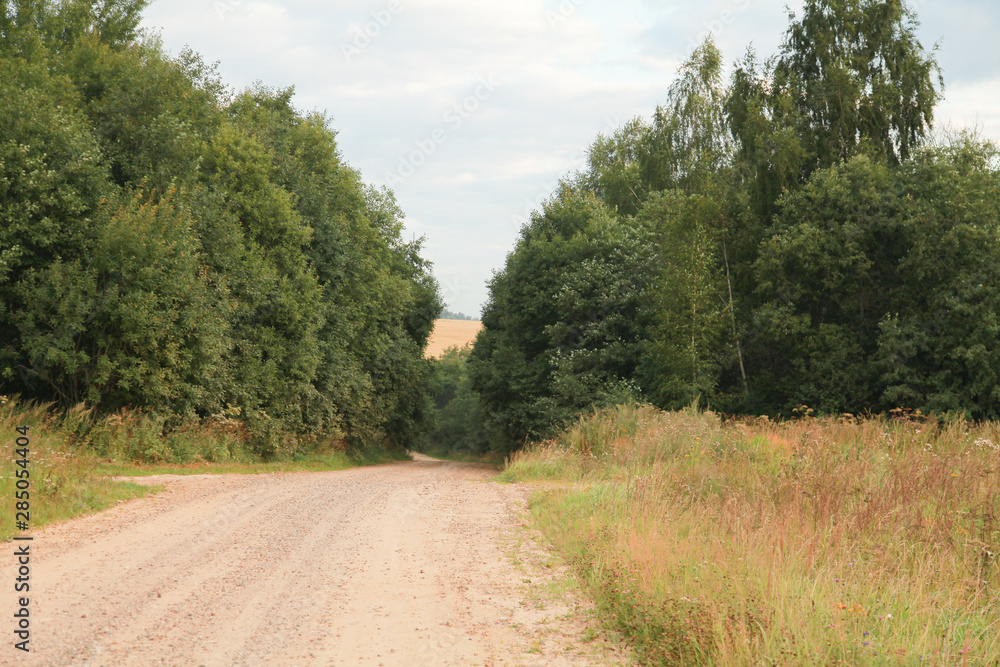 Alley in the Park. A walking track near large green trees Alley in the Park. A walking track near large green trees