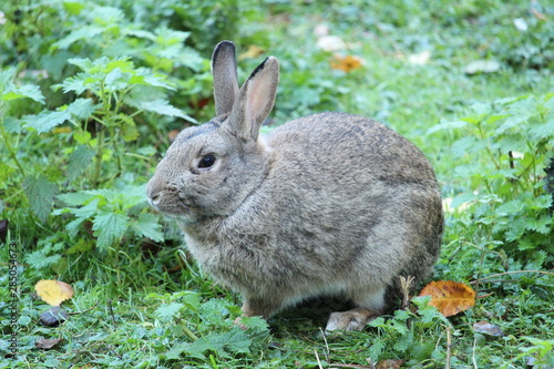 rabbit in the grass © Jarrid