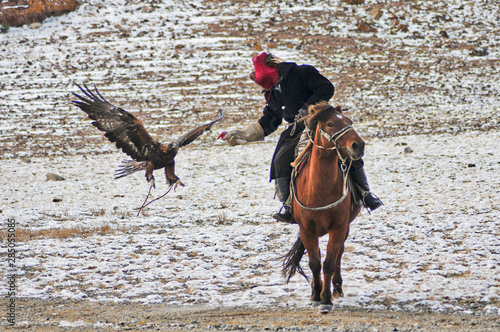 golden eagle in western mongolia flying and training to catch prey during the golden eagle festival photo