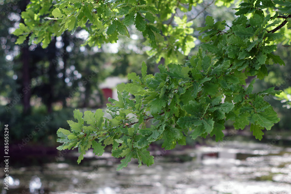 Feuilles de chêne Feuilles de chêne