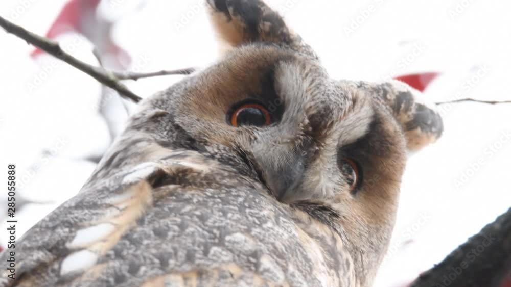 Long-eared owl (Asio otus) sitting high up in a tree with red colored leafs during a fall day. Long-eared owl (Asio otus) sitting high up in a tree with red colored leafs during a fall day.