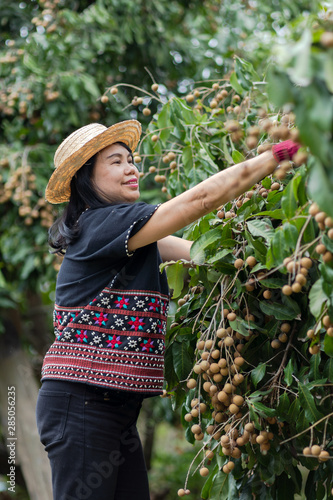 Woman farmer and fresh Longan fruit at organic farm