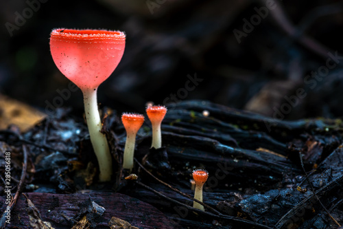 Orange mushroom or Champagne mushroom in rain forest, Thailand. Selective Focus..