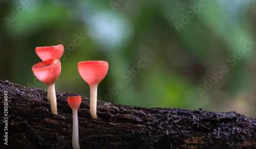 Orange mushroom or Champagne mushroom in rain forest, Thailand. Selective Focus..
