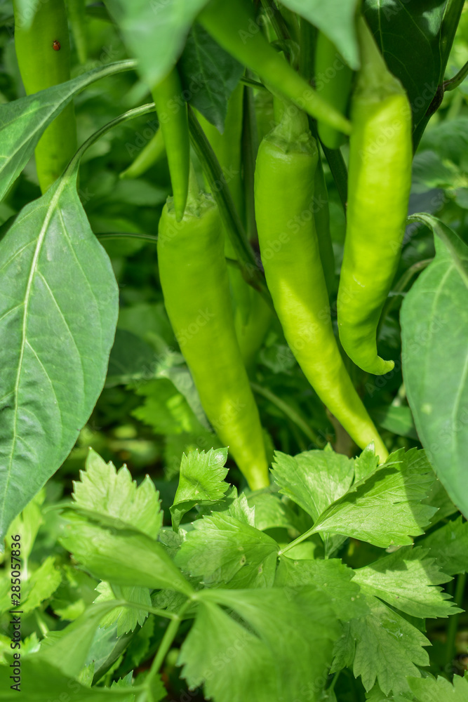 Banana Pepper, Paprika, Garden Pepper, Chili Pepper, Chili Plant, Red Pepper Banana Pepper, Paprika, Garden Pepper, Chili Pepper, Chili Plant, Red Pepper