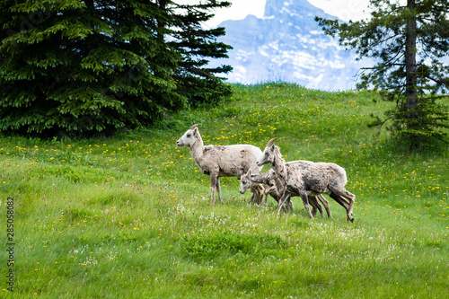 Bighorn Sheep (Ovis canadensis) in the grass next to the road in the Canadian Rockies, Banff National Park, Alberta, Canada
