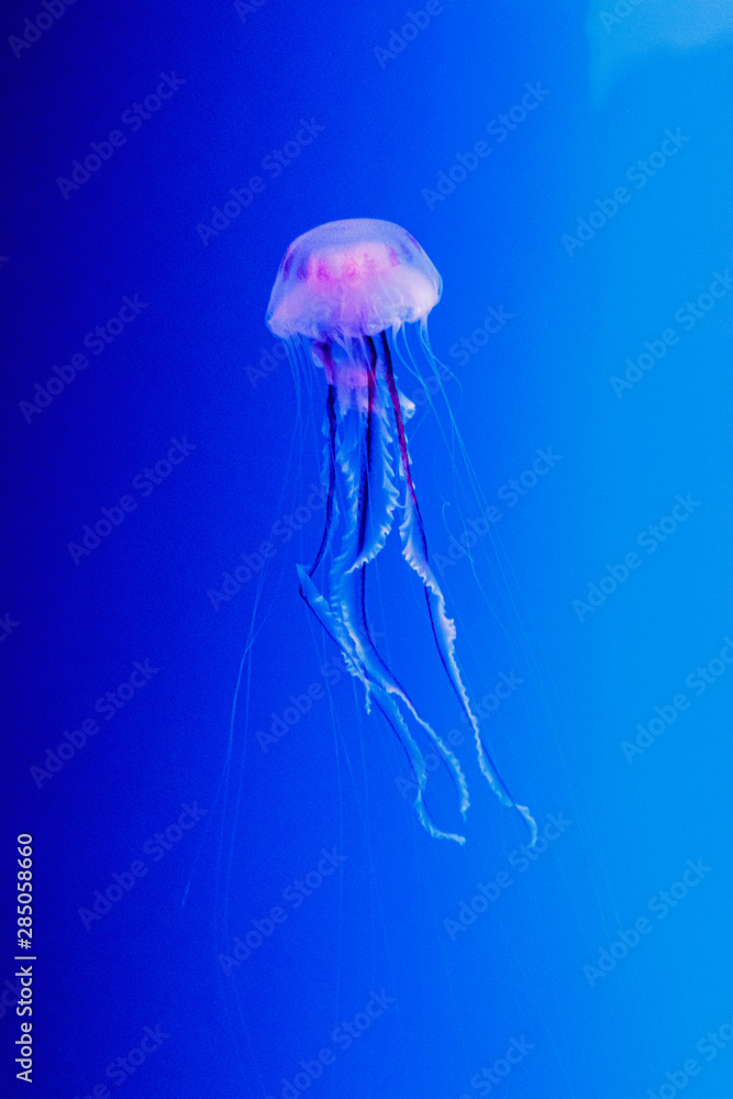macro of a beautiful jellyfish chrysaora lactea macro of a beautiful jellyfish chrysaora lactea