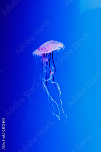 macro of a beautiful jellyfish chrysaora lactea © Minakryn Ruslan 