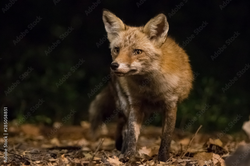 Red fox patrolling at night.