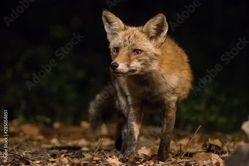 Red fox patrolling at night.