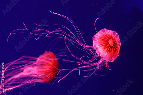 macro of a beautiful jellyfish chrysaora pacifica