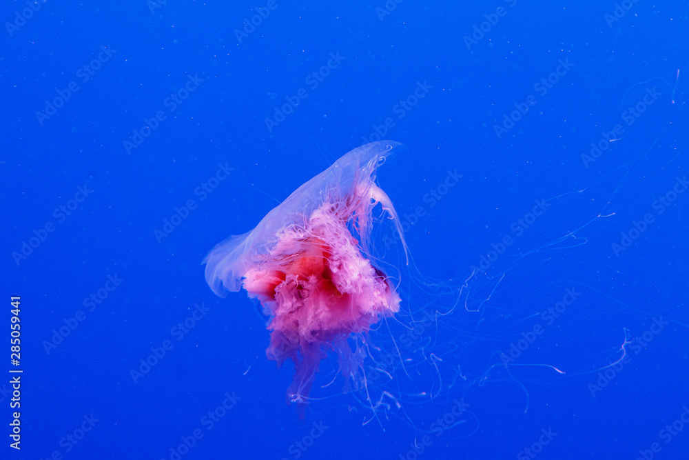 Fototapeta premium macro of a beautiful jellyfish cyanea capillata