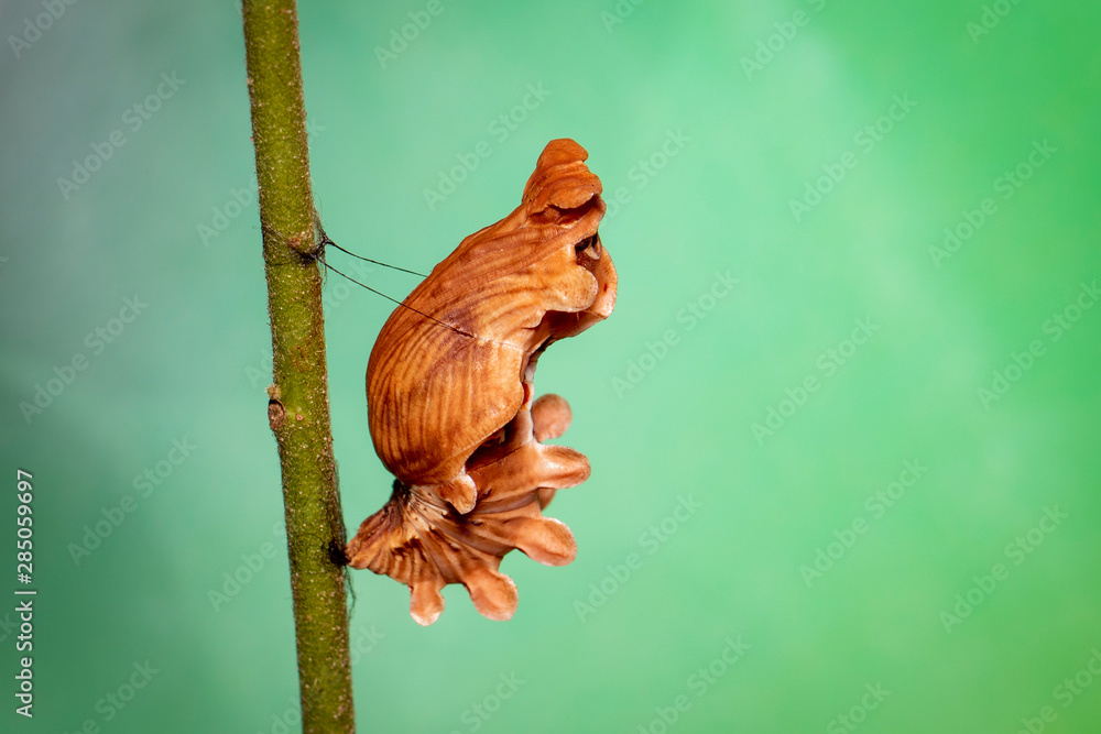 Obraz premium Image of Pupa brown of butterfly on a green background., Insect. Animal.