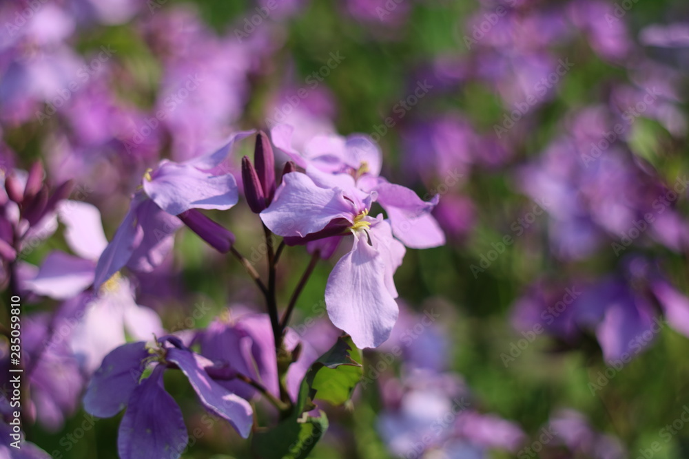 紫色の花を咲かすオオアラセイトウ