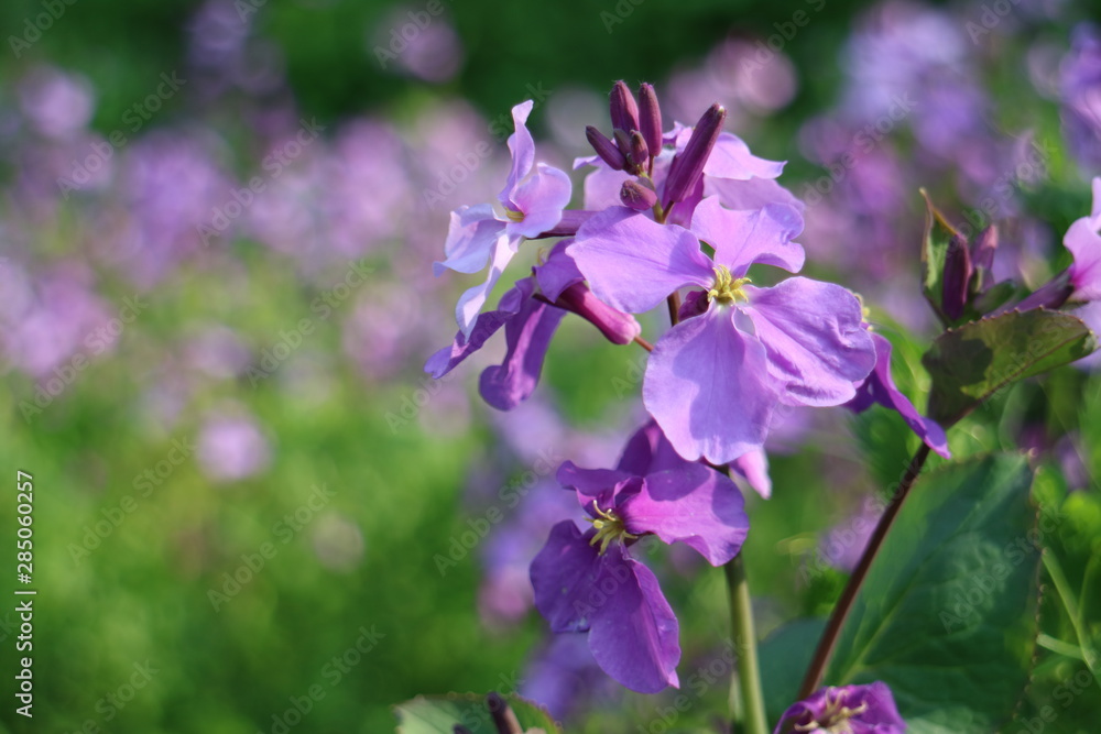 紫色の花を咲かすオオアラセイトウ