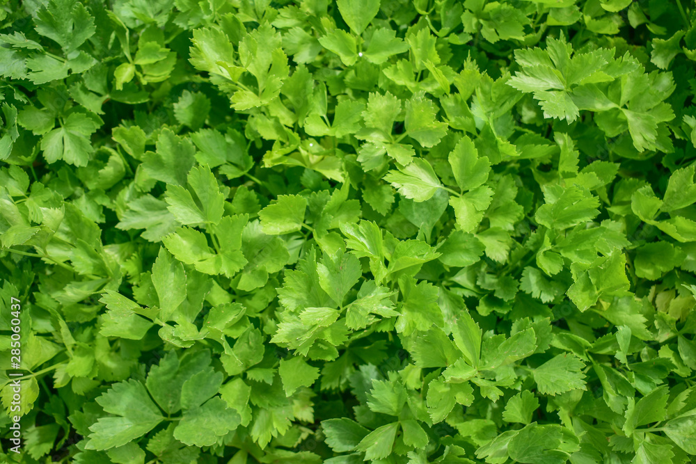 Obraz premium Celery, Celery from Thailand country