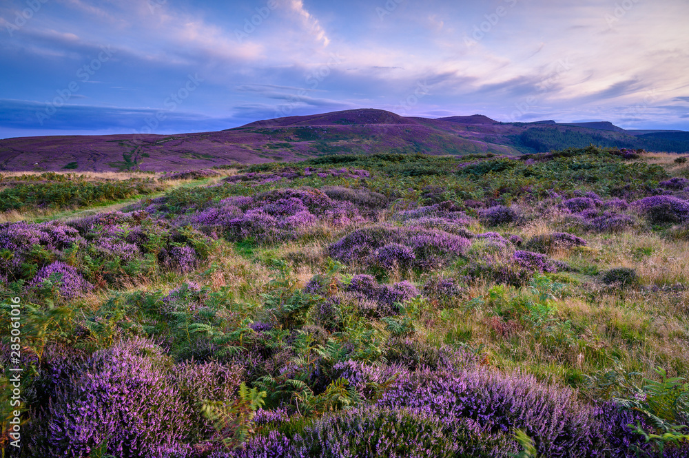 Heather covered Lordenshaws Hillfort and Simonside Hills, located near Rothbury in Northumberland National Park and has several large stones with prehistoric rock art Heather covered Lordenshaws Hillfort and Simonside Hills, located near Rothbury in Northumberland National Park and has several large stones with prehistoric rock art
