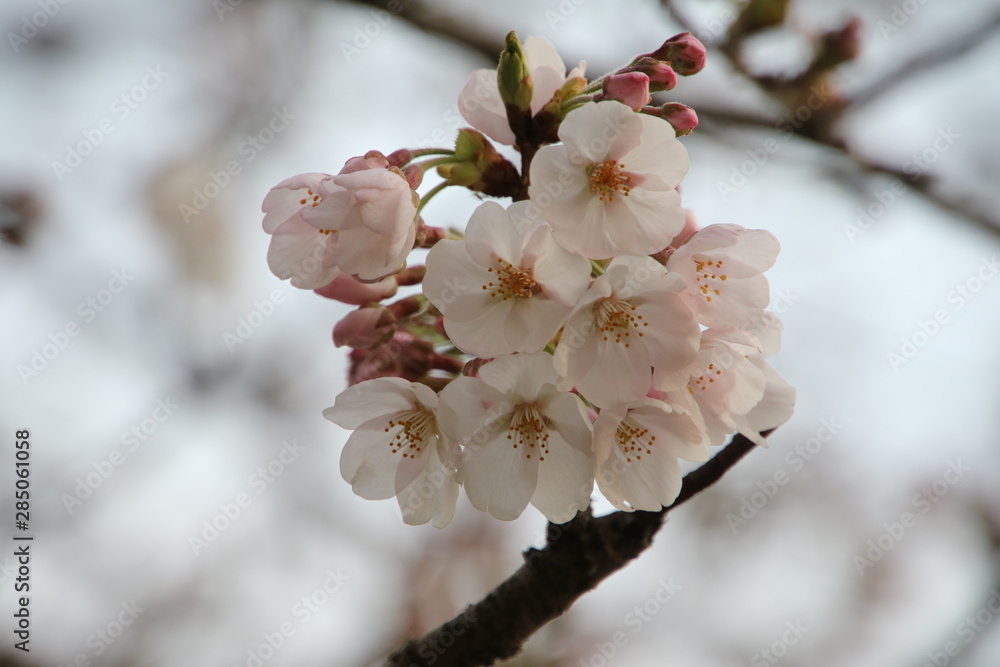 桜の花　