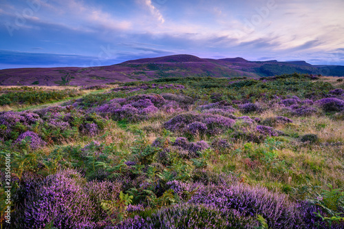 Heather covered Lordenshaws Hillfort and Simonside Hills, located near Rothbury in Northumberland National Park and has several large stones with prehistoric rock art 