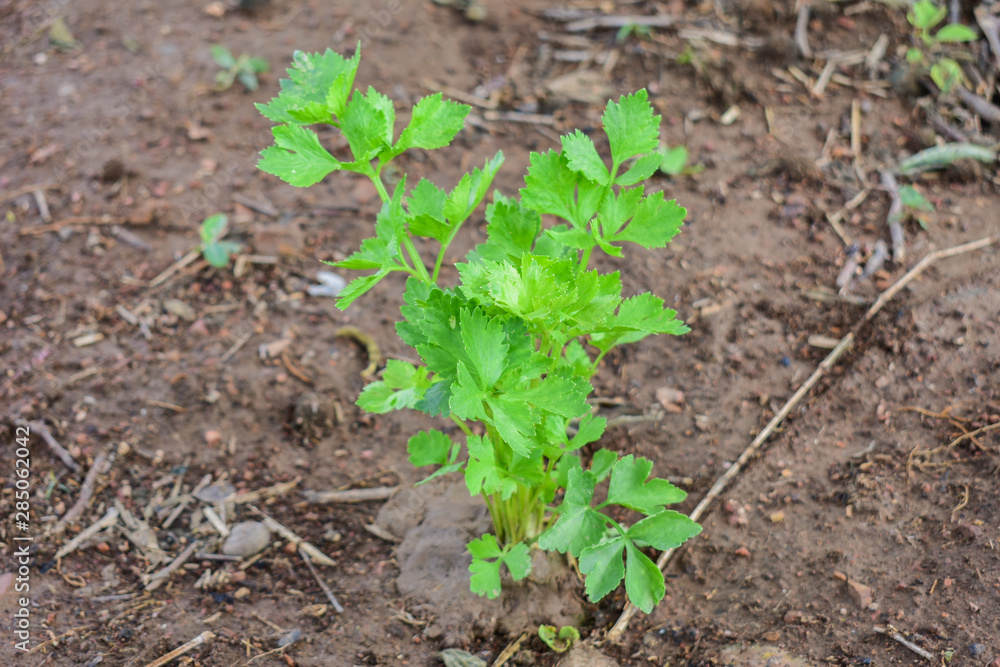 Celery, Celery from Thailand country Celery, Celery from Thailand country