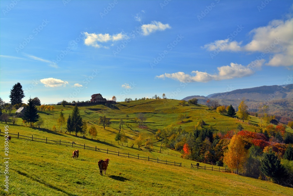 A mountain pasture
