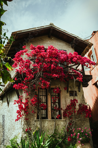 Altes Haus mit roten Rosen in Cagnes Sur Mer, Frankreich
