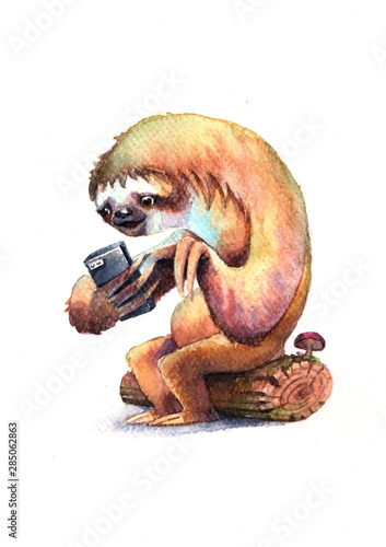 Fototapeta Naklejka Na Ścianę i Meble -  Slow social network of sloth