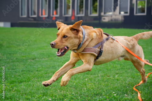 Fuchsroter Labrador Retriever apportiert