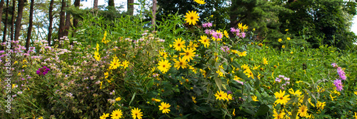 Panorama of native wildflowers on the prairie at Moraine Hills State Park in Illinois