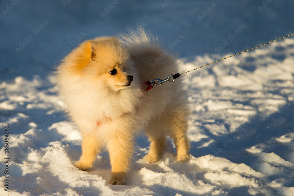 Pomeranian Dog on snow
