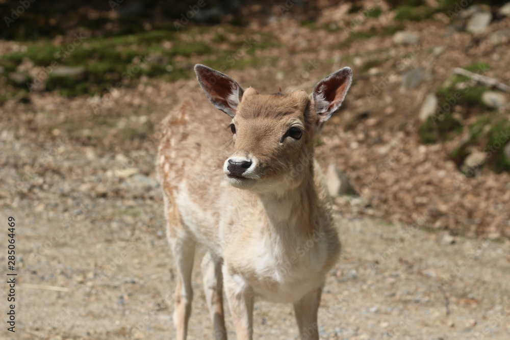 portrait of a deer portrait of a deer