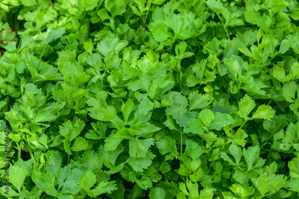 Celery, Celery from Thailand country Celery, Celery from Thailand country
