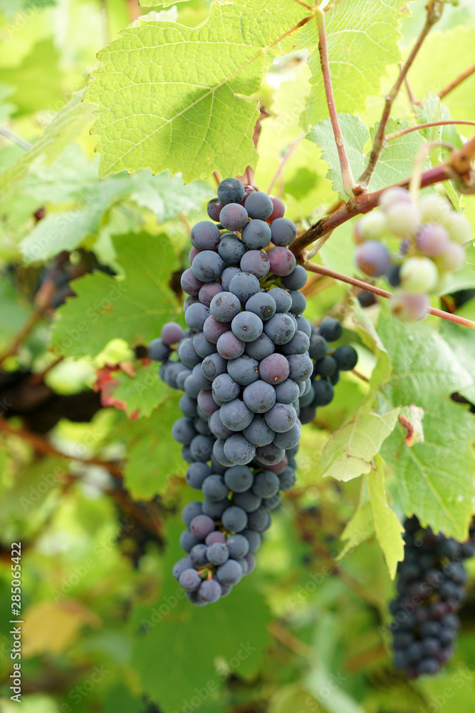 wine grapes in the danube valley 
