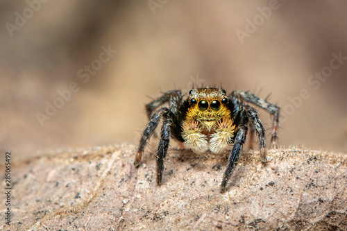 Image of jumping spiders (Salticidae) on a natural background., Insect. Animal.