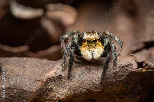 Image of jumping spiders (Salticidae) on a natural background., Insect. Animal.