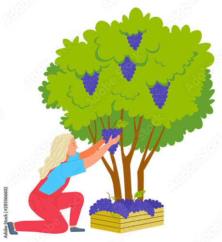 Woman farmer picking grapes from bush, grape in wooden case. Agricultural work or harvesting, plant with green leaves and ripe product, winemaker vector. Flat cartoon