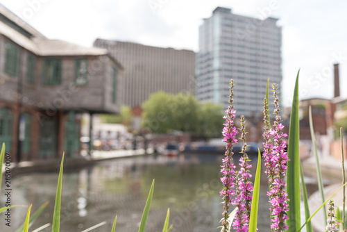 close of flowers along Birmingham city canal © stevechatterton