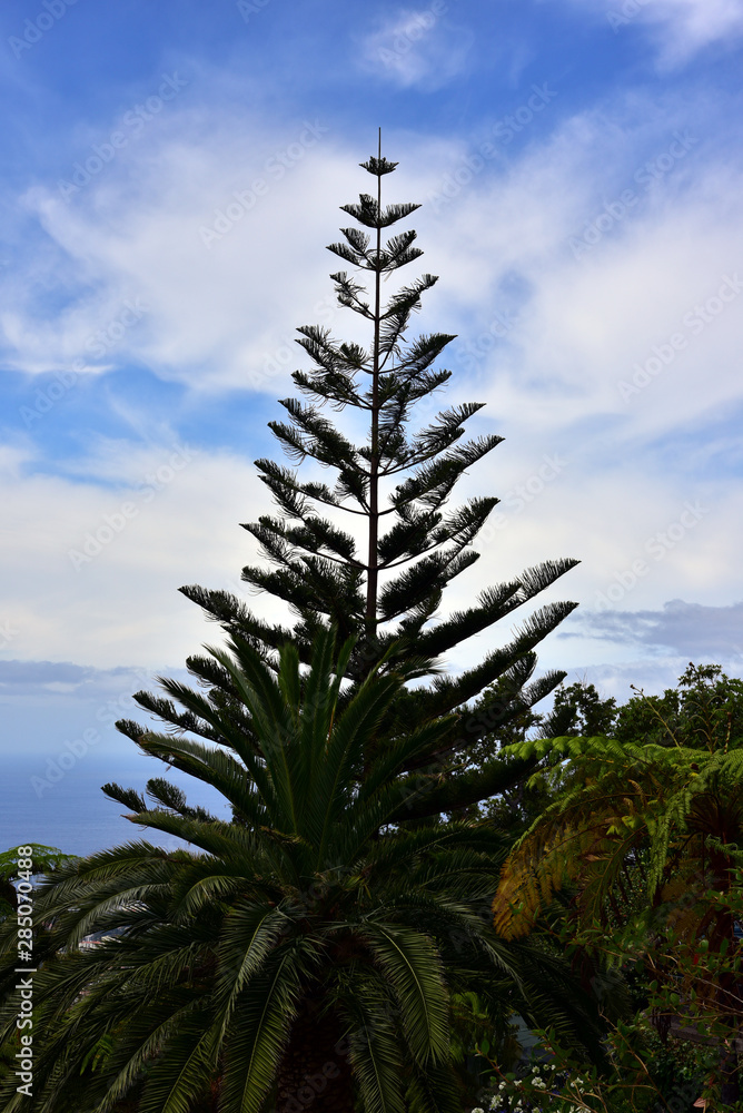 custom made wallpaper toronto digitalLandscapes of Madeira Island, Portugal.