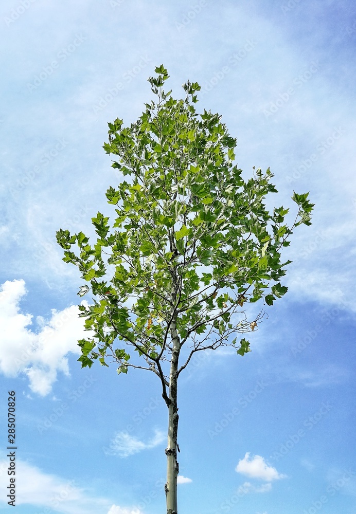 green tree on blue sky green tree on blue sky