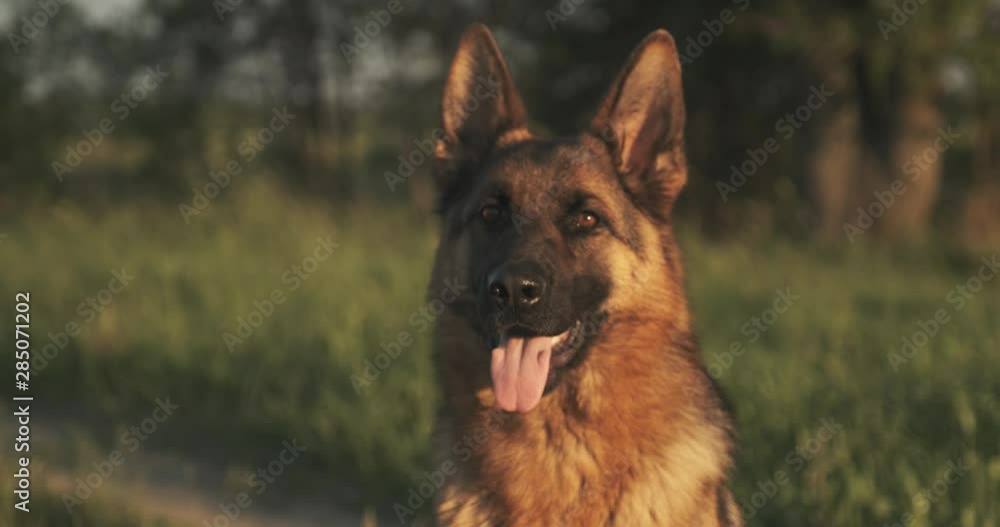 German shepherd dog on the grass. Cute German shepherd posing on the nature. Closeup portrait of a big dog outdoors, soft focus. Slow motion. German shepherd dog on the grass. Cute German shepherd posing on the nature. Closeup portrait of a big dog outdoors, soft focus. Slow motion.