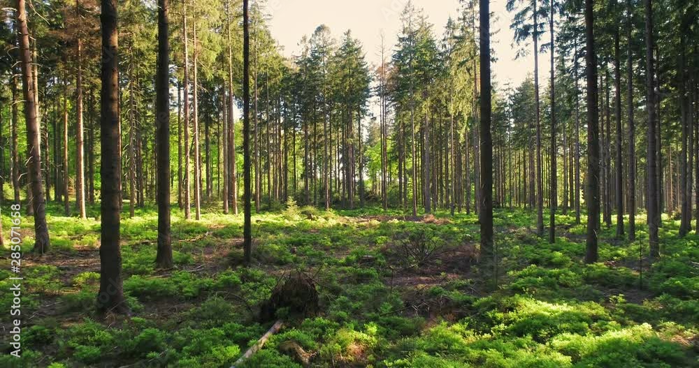 Silent Forest in spring with beautiful bright sun rays Silent Forest in spring with beautiful bright sun rays