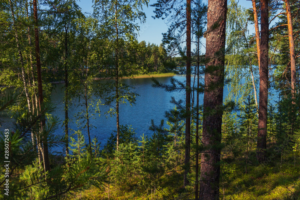 overgrown shore of the forest lake overgrown shore of the forest lake