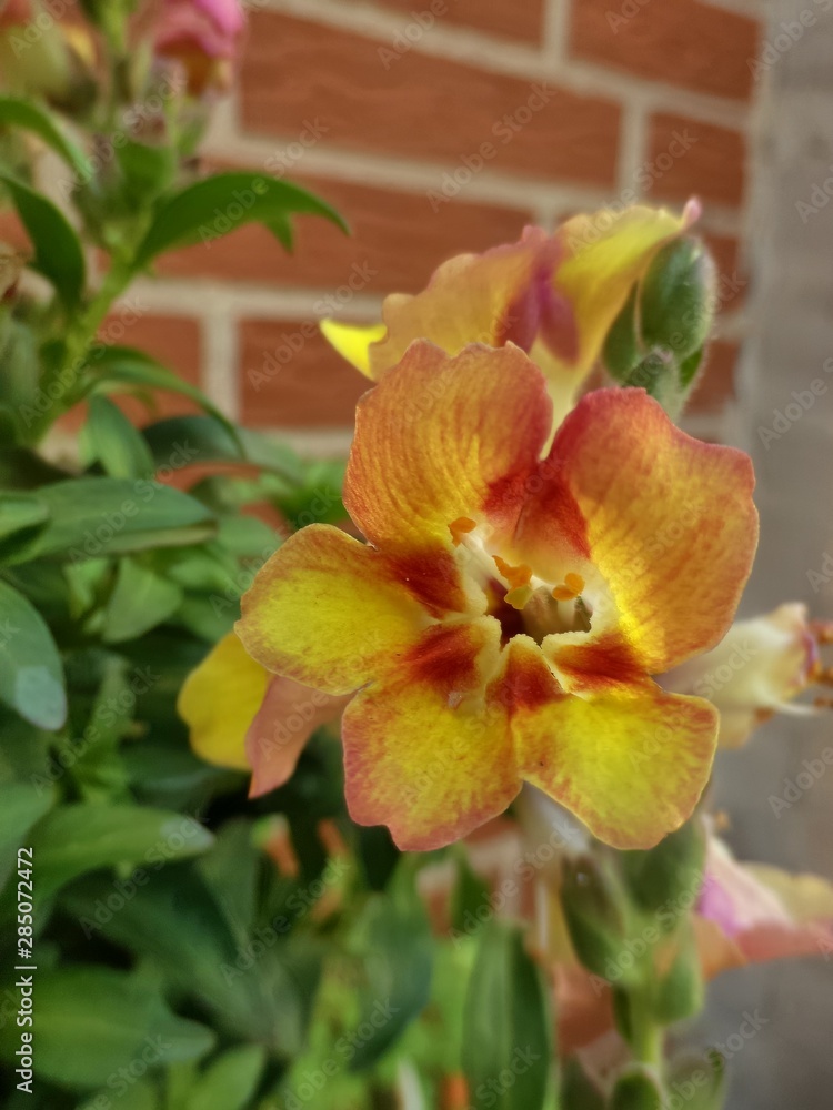 Blüte des Löwenmäulchens im Garten Blüte des Löwenmäulchens im Garten