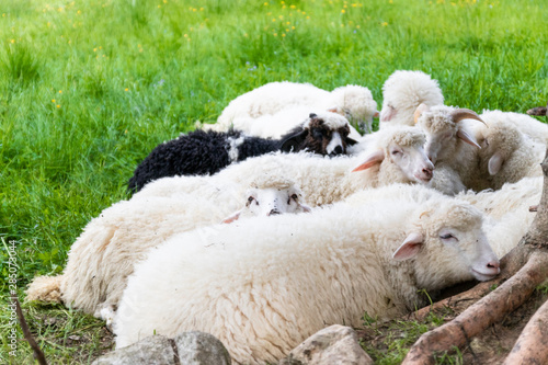 Raised livestock. Farm for collecting wool for production. Flock of sheep lying in a green meadow